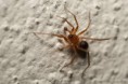 /album/zodariidae/zodarion-rubidum-m-jpg/